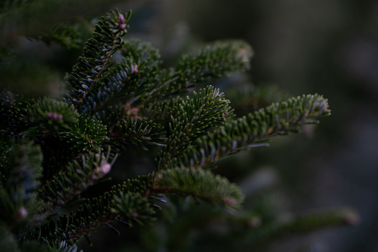 Does the UK Prefer Real or Fake Christmas Trees?